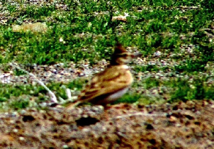 Uccelli dall''Iran